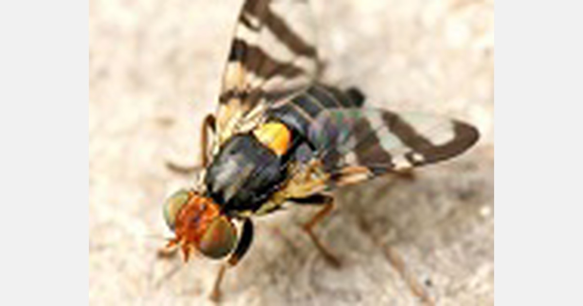 Biological and chemical control of Russian melon fly